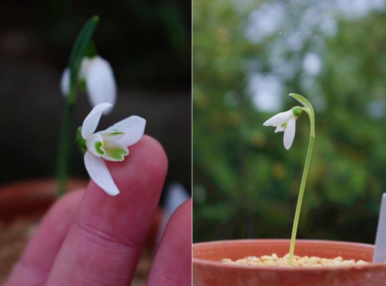 夏雪片莲种植图片