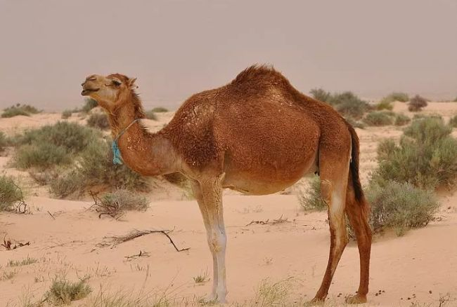 沙漠里的大型动物图片