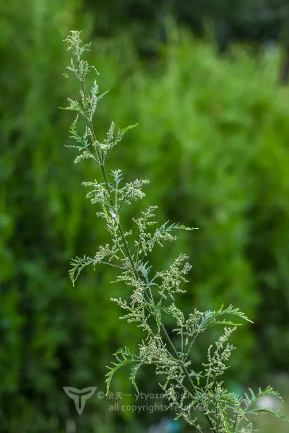 荨麻目桑科植物图片