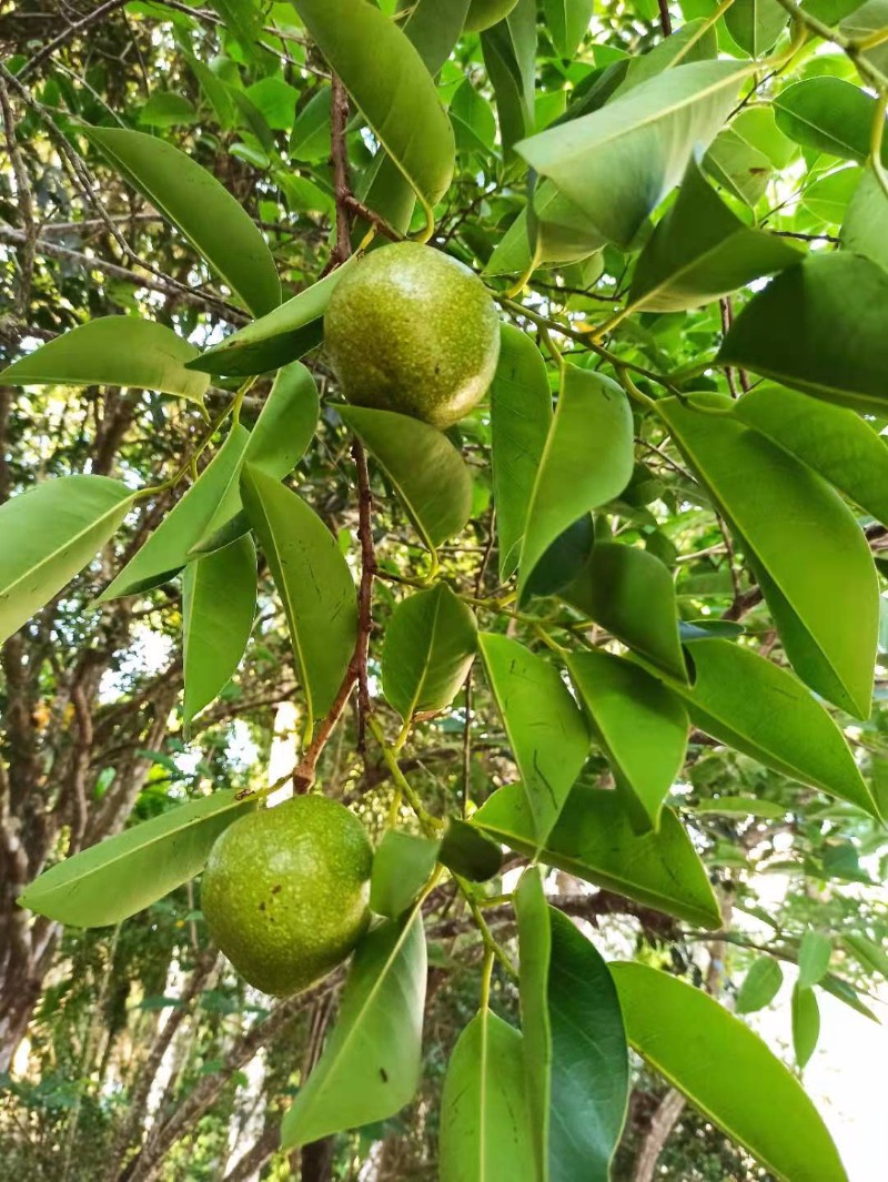 中国林科院热林中心圆滑番荔枝