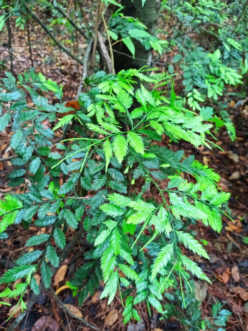 中国林科院热林中心鸡毛松