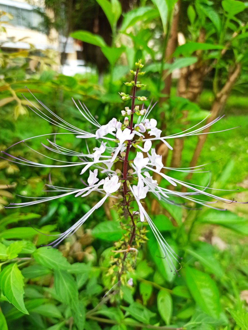 肾茶 学名(拉丁 clerodendranthus spicatus 科 唇形科 属 肾茶属