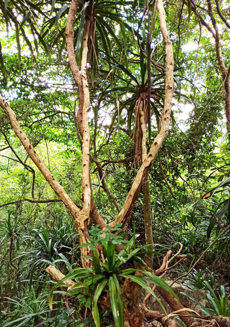 中国林科院热林中心剑叶龙血树