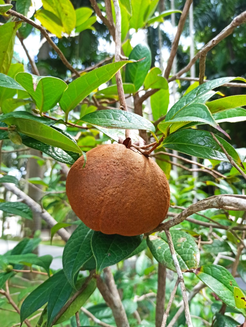 中国林科院热林中心多齿红山茶