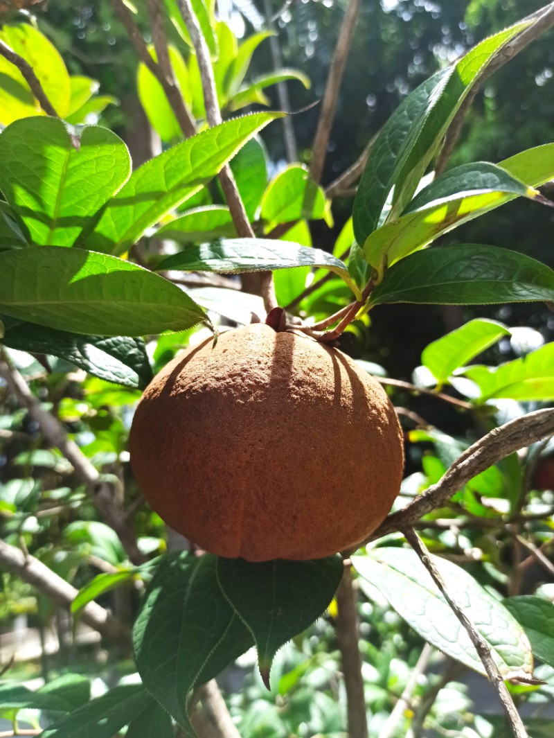 中国林科院热林中心多齿红山茶