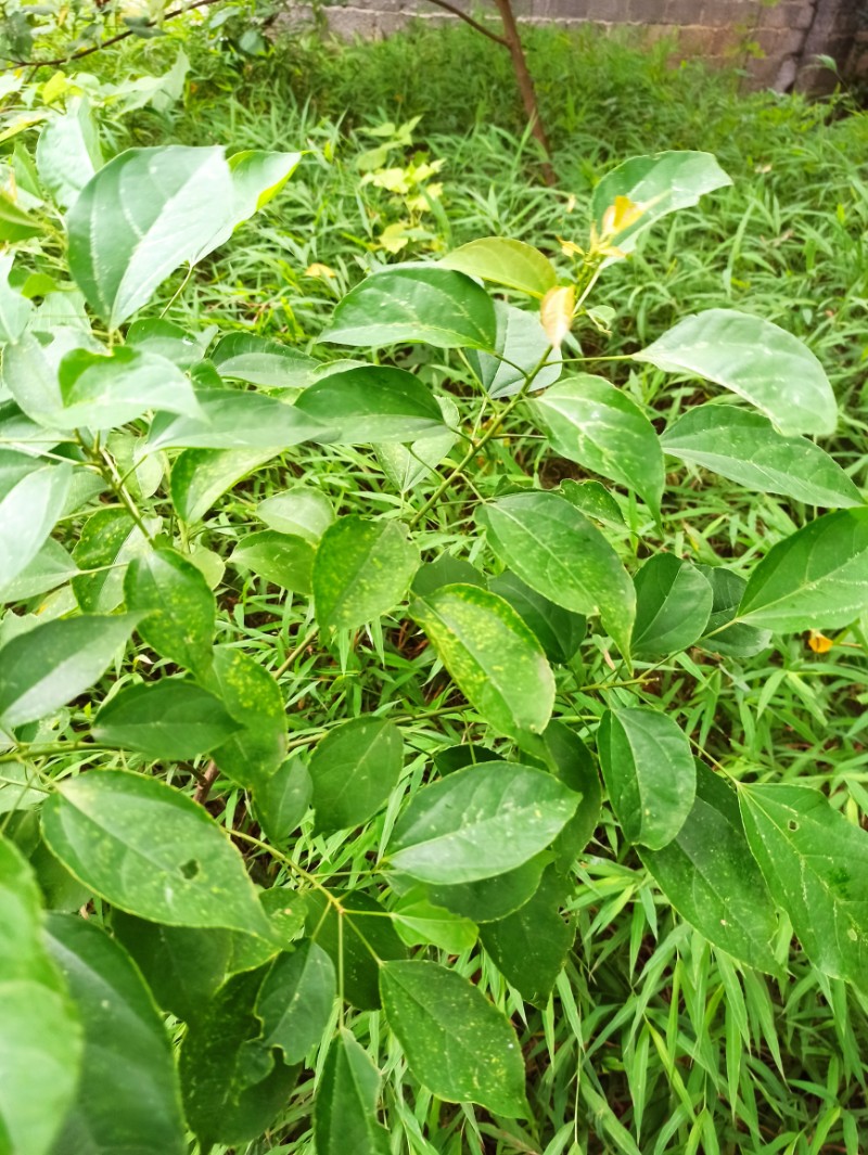 巴豆的图片 植物图片