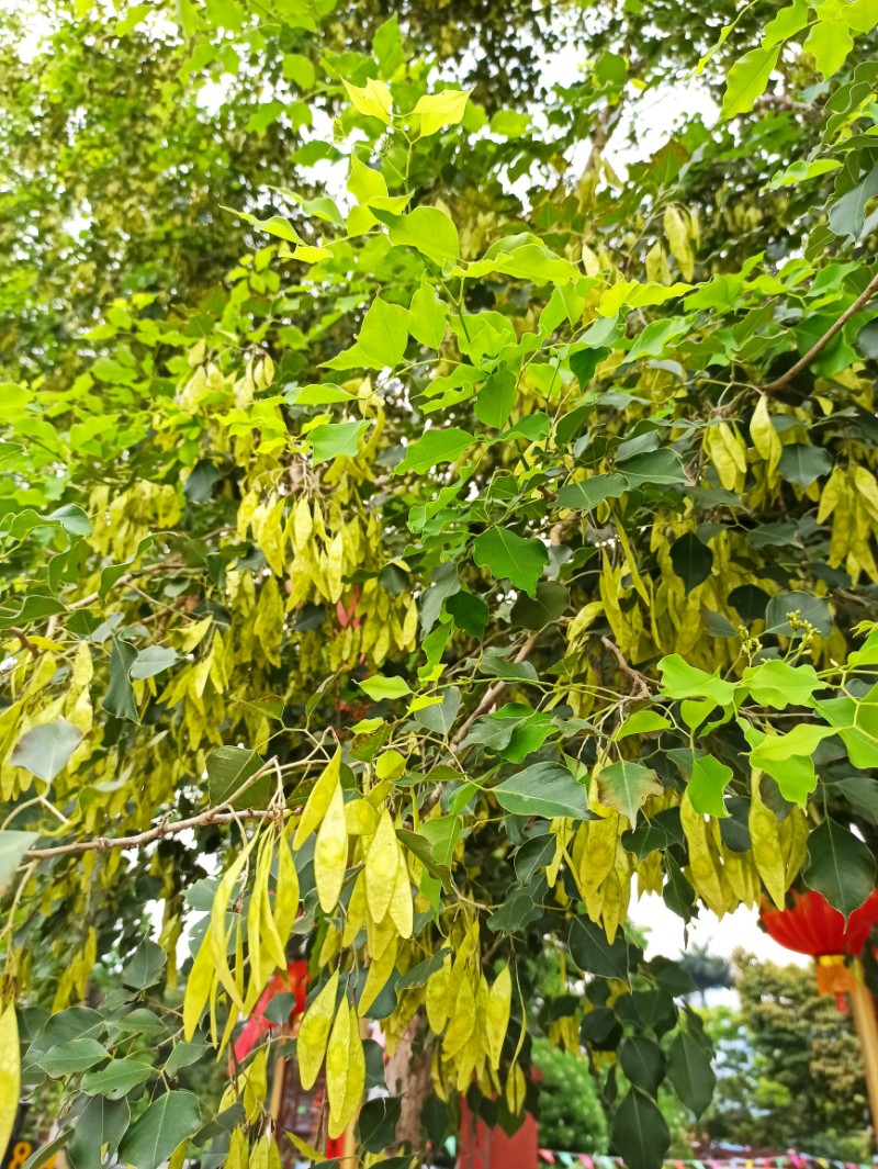 中國林科院熱林中心印度黃檀