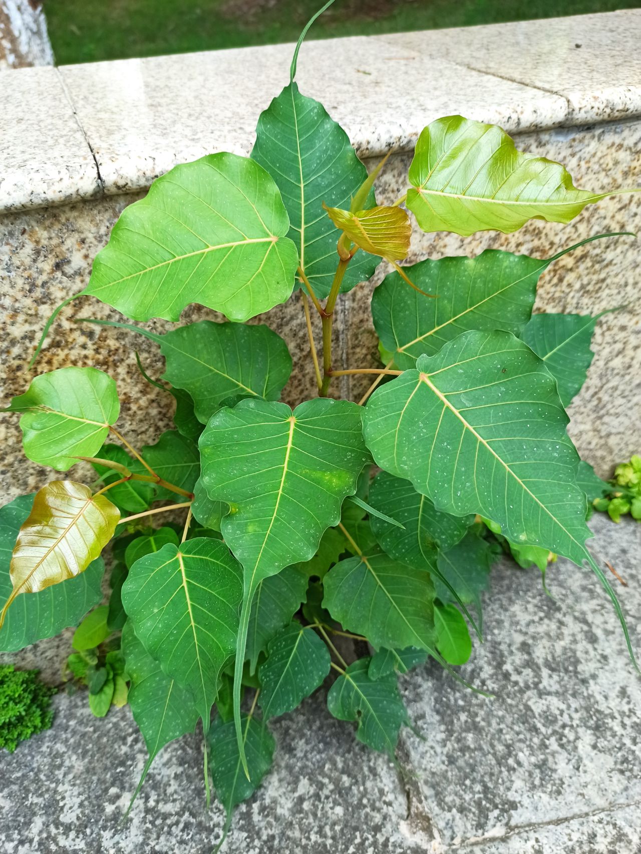 中国林科院热林中心菩提树