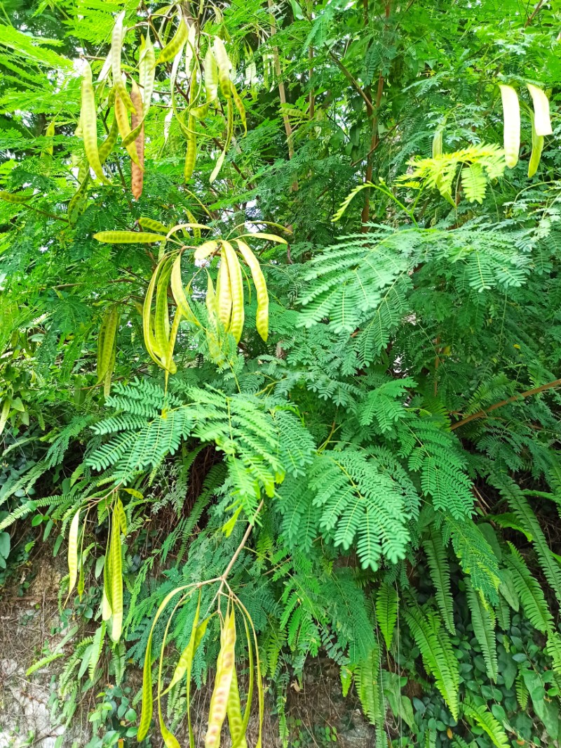 中国林科院热林中心银合欢