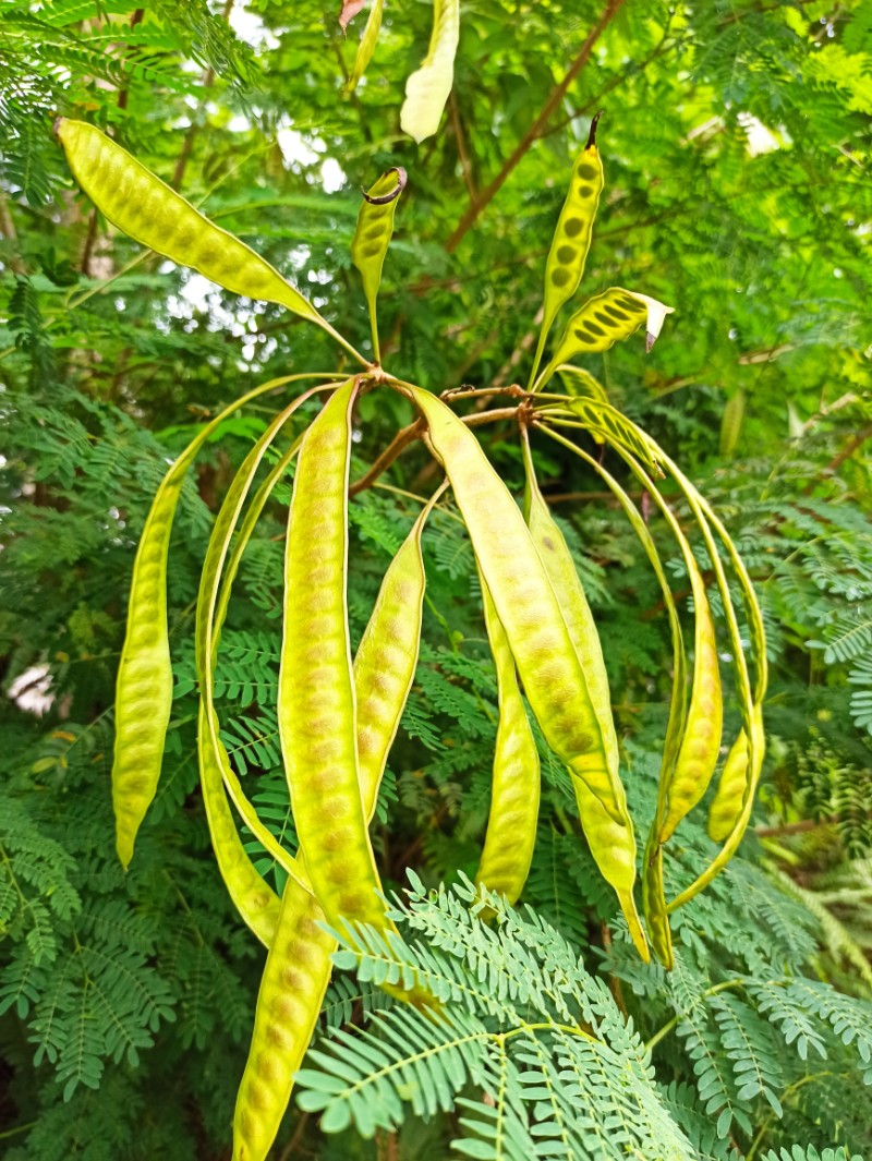 中国林科院热林中心银合欢