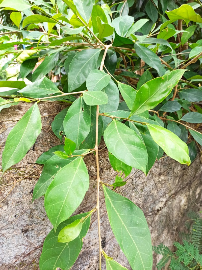 绞杀榕李常茹图片