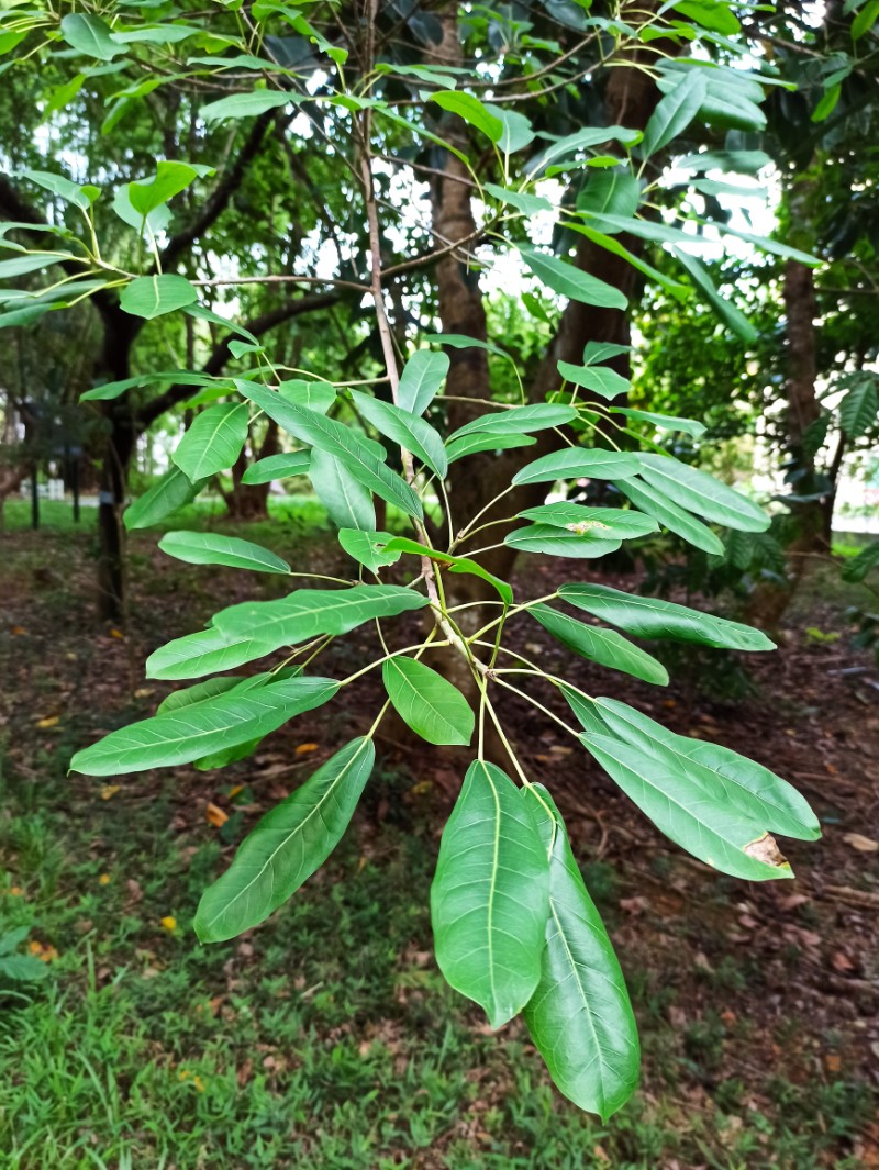 中国林科院热林中心笔管榕