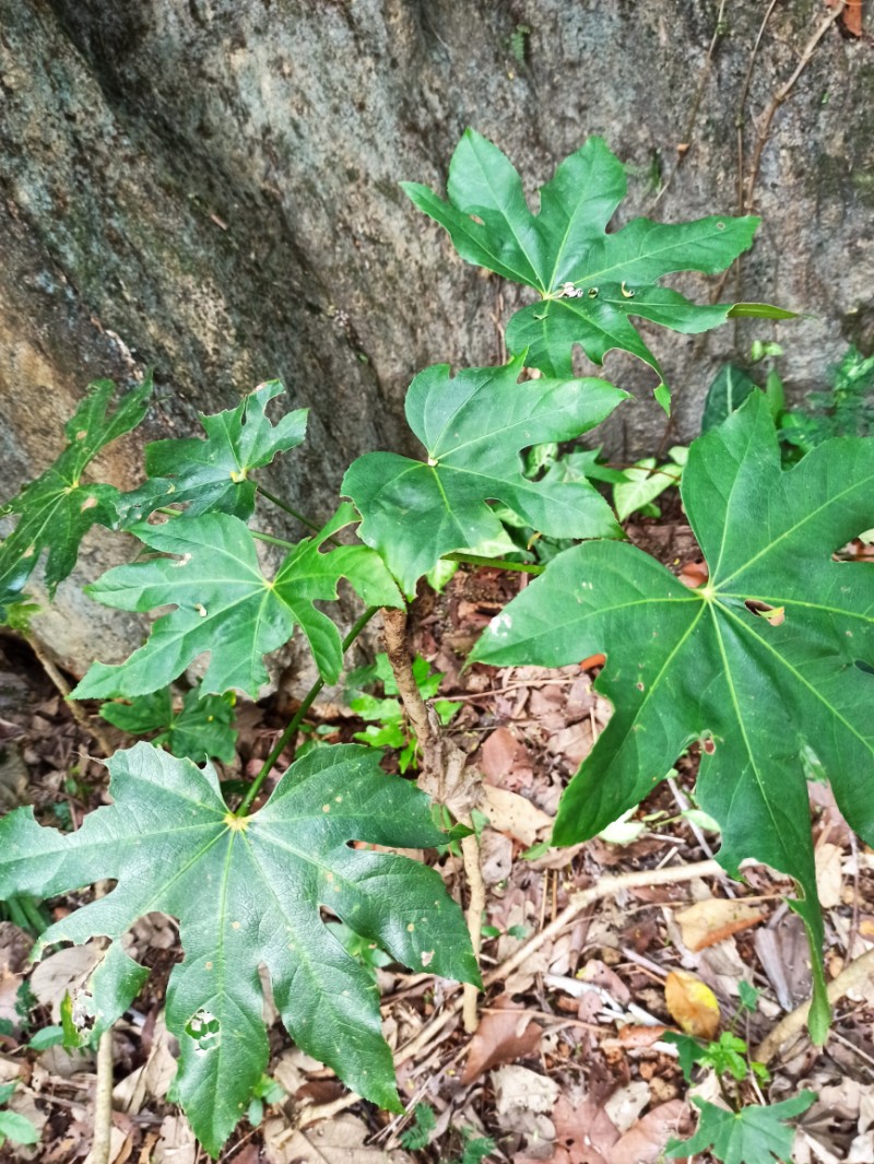 中國林科院熱林中心 八角金盤 - 中國自然保護區生物標本資源共享平臺