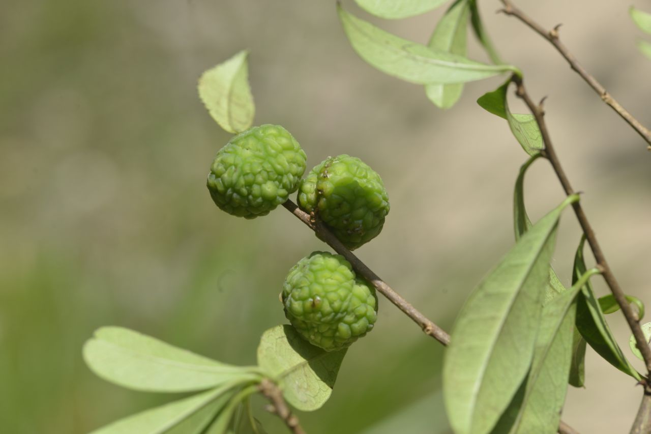 江西阳际峰保护区构棘