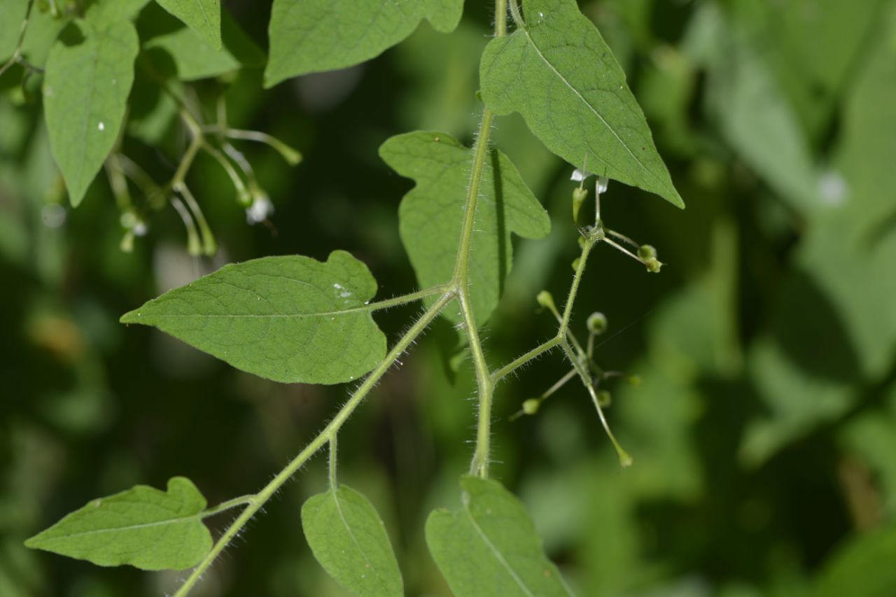 江西阳际峰保护区白英