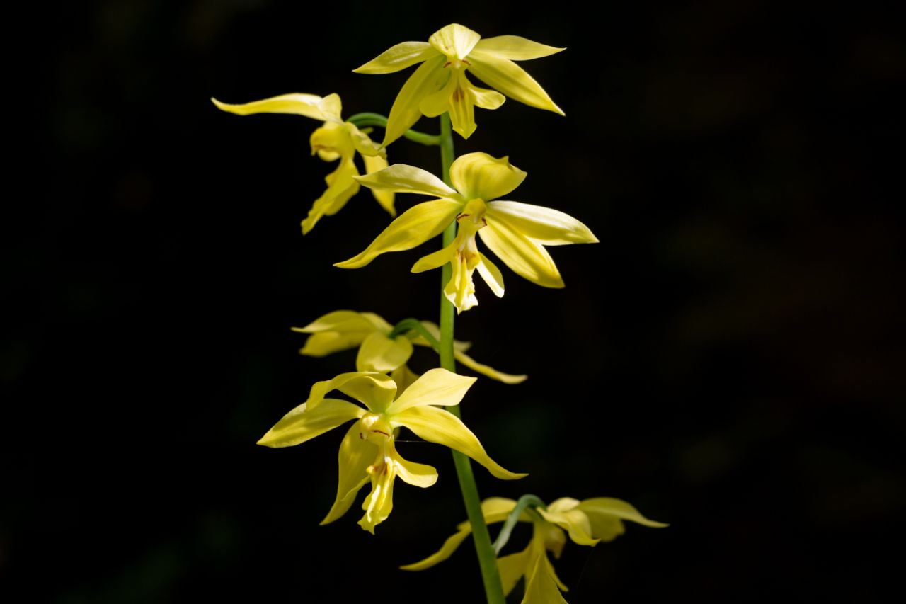 江西阳际峰保护区大黄花虾脊兰