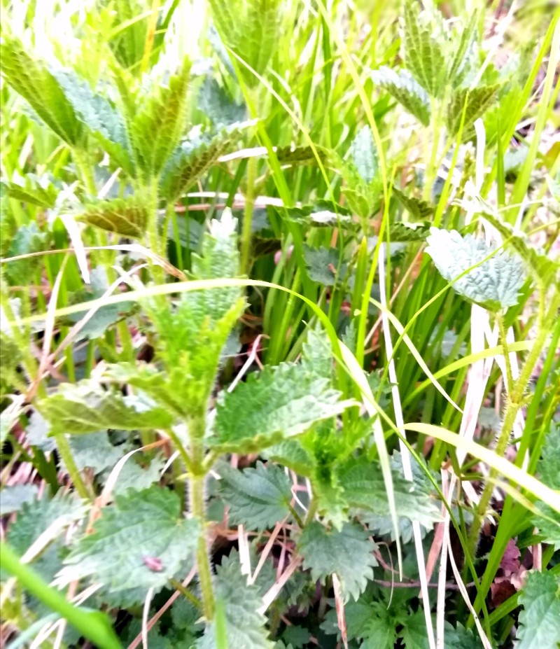 日月峽的蕁麻草