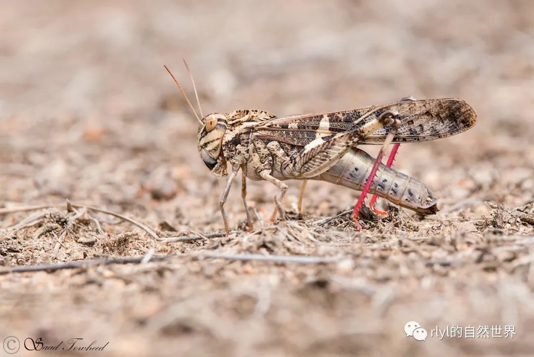 今日云斑车蝗gastrimargusmarmoratus