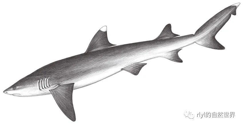 grey reef shark图片