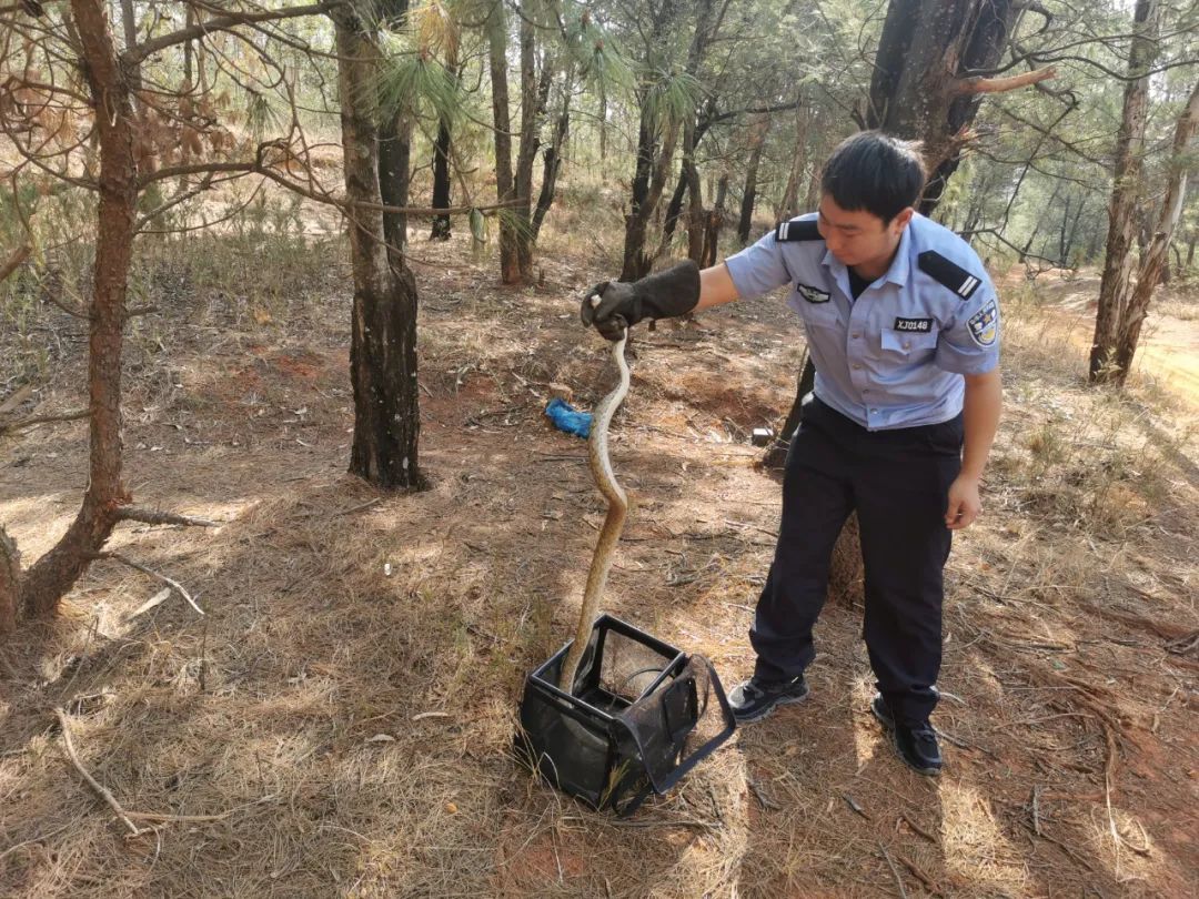 7米,黃白相間帶有黑色條紋的菜花蛇,民警瞅準時機及