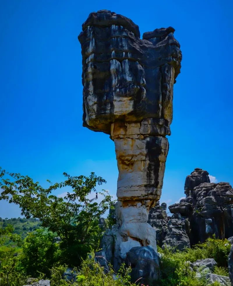 黄山石林风景区图片图片