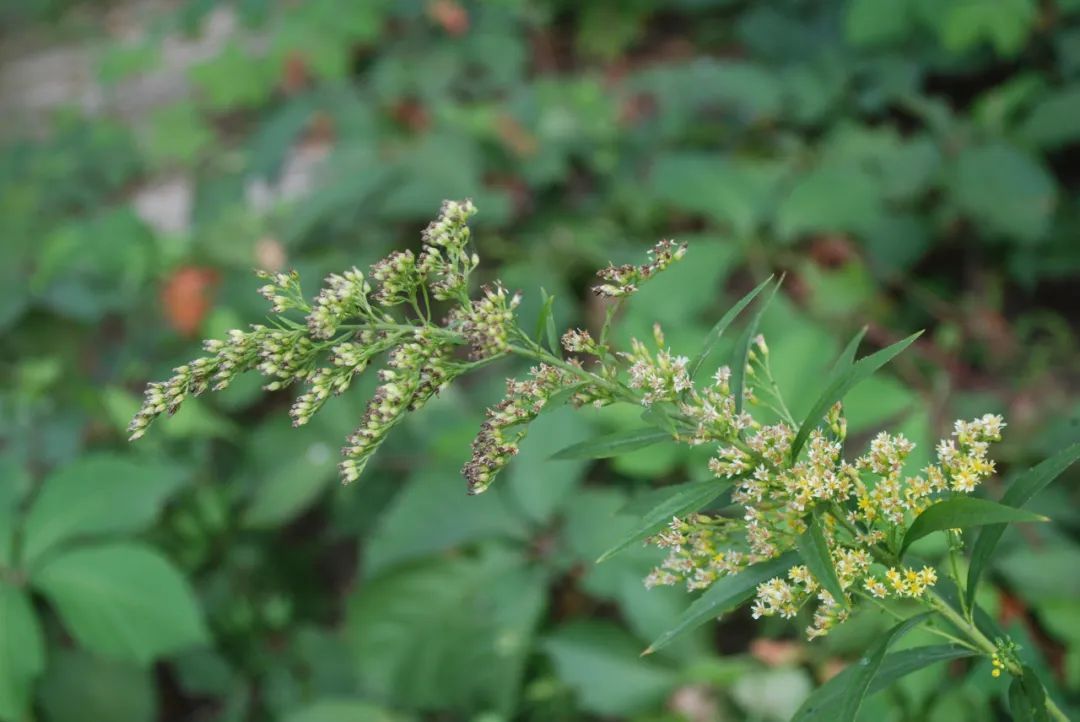 冷背藥材——一枝黃花