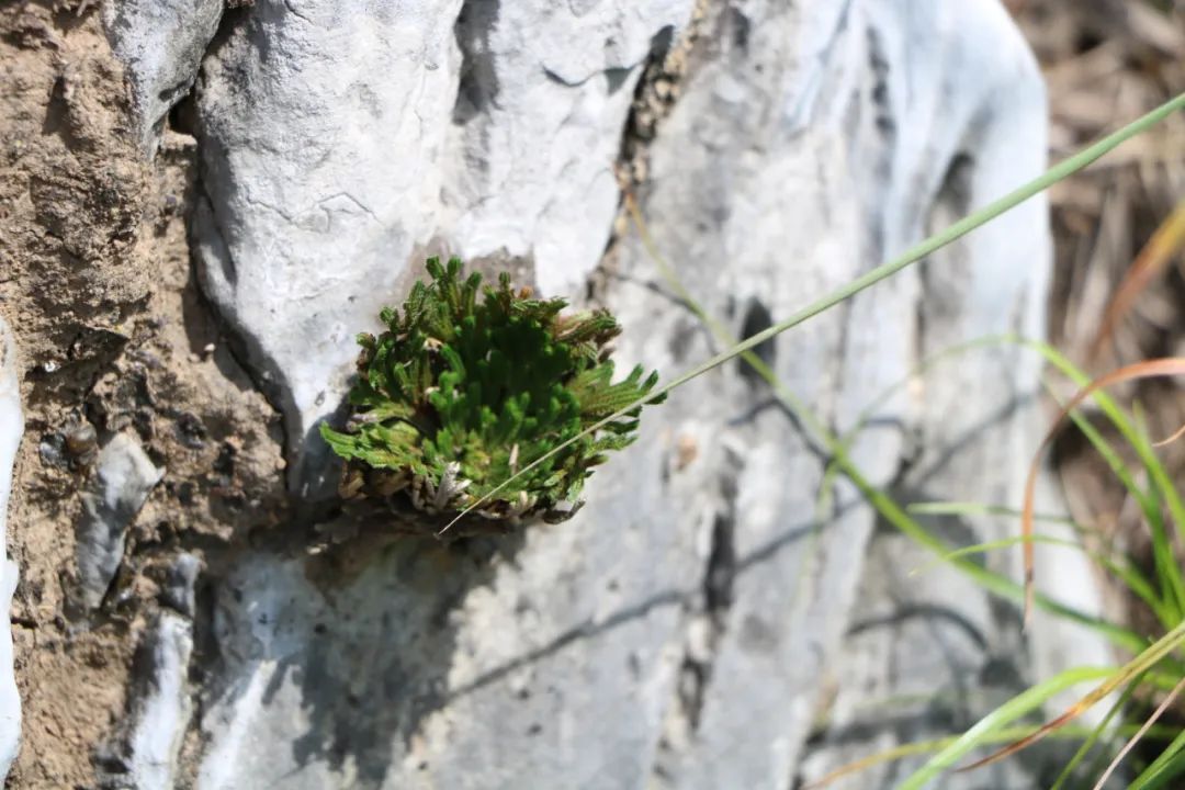 中药卷柏为卷柏科植物卷柏selaginella tamariscina (beauv) spring