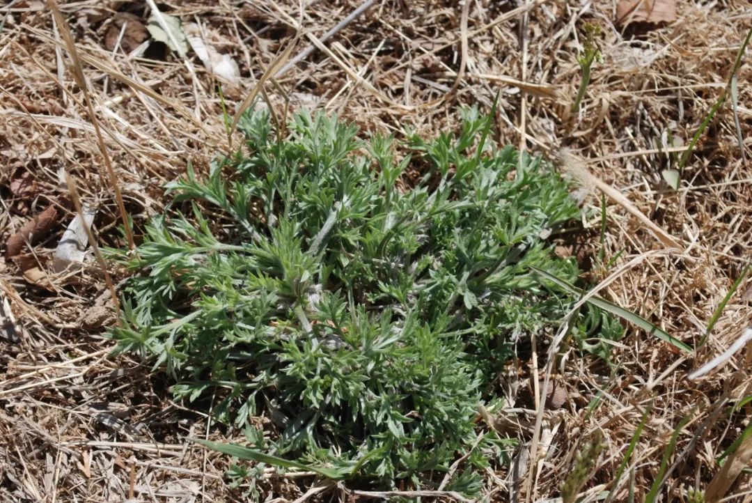 本品为菊科植物滨蒿(猪毛蒿 artemisia scoparia waldst et kit.