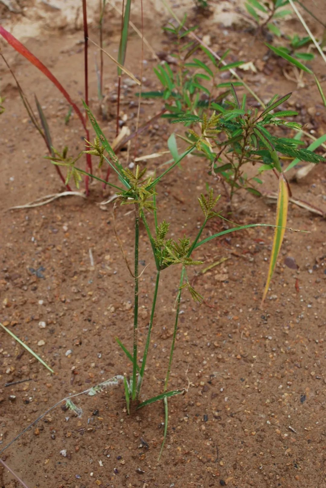 圖片來源:冬凌草141,沉香本品為瑞香科植物白木香aqui1aria sinensis