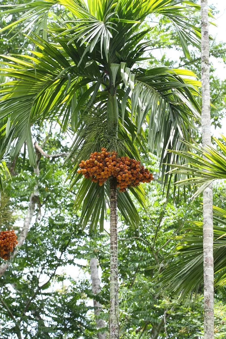 泰国槟榔树图片图片
