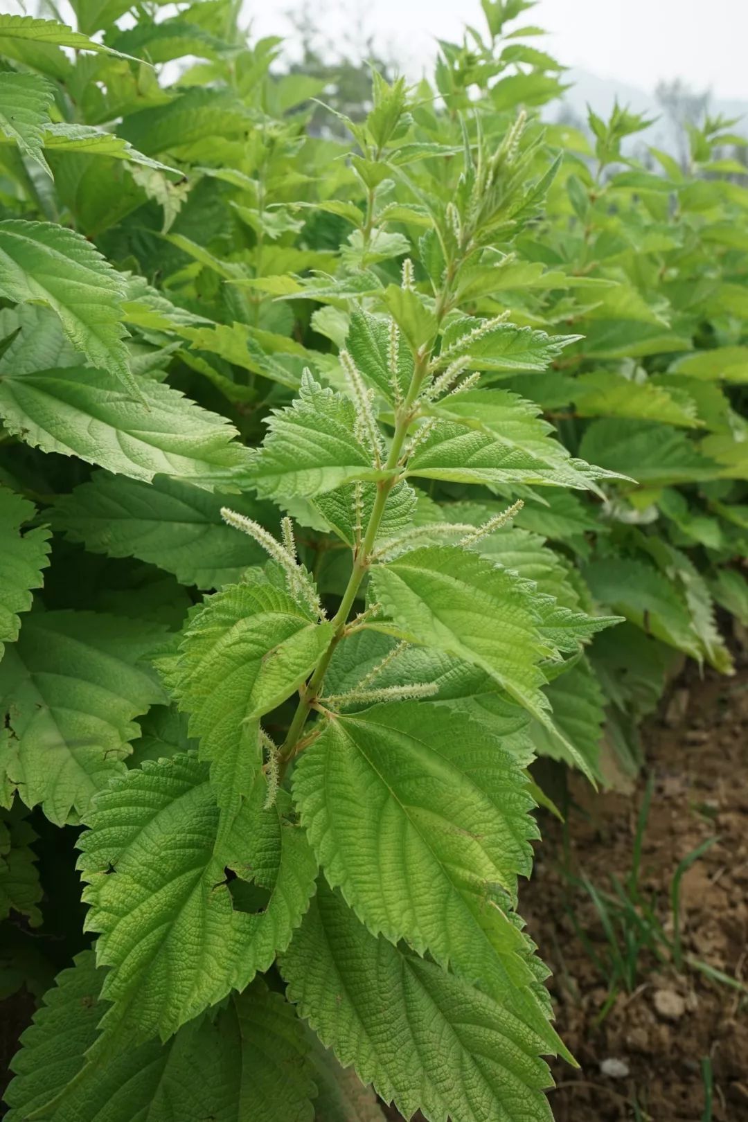 2,宽叶荨麻 urtica laetevirens该种多见于北京怀柔,密云,门头沟