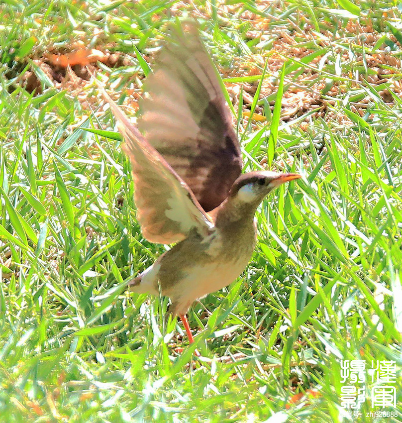 甘肅高臺黑河溼地鳥類(二十九)