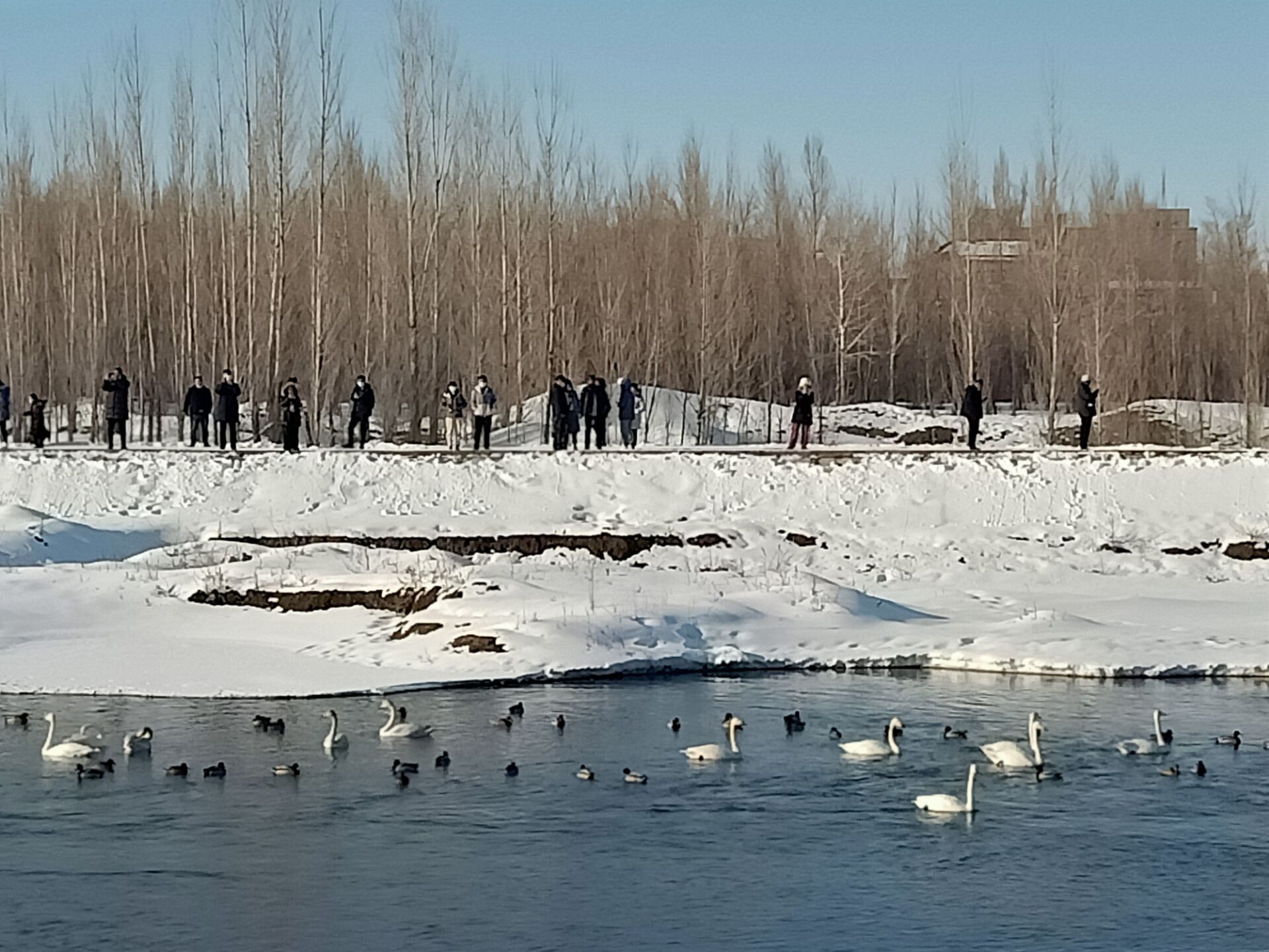 天鹅来到额敏河