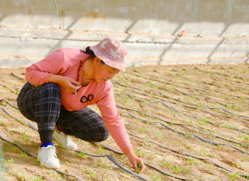 陈秋芝正在清除万寿菊棚内的杂草.jpg