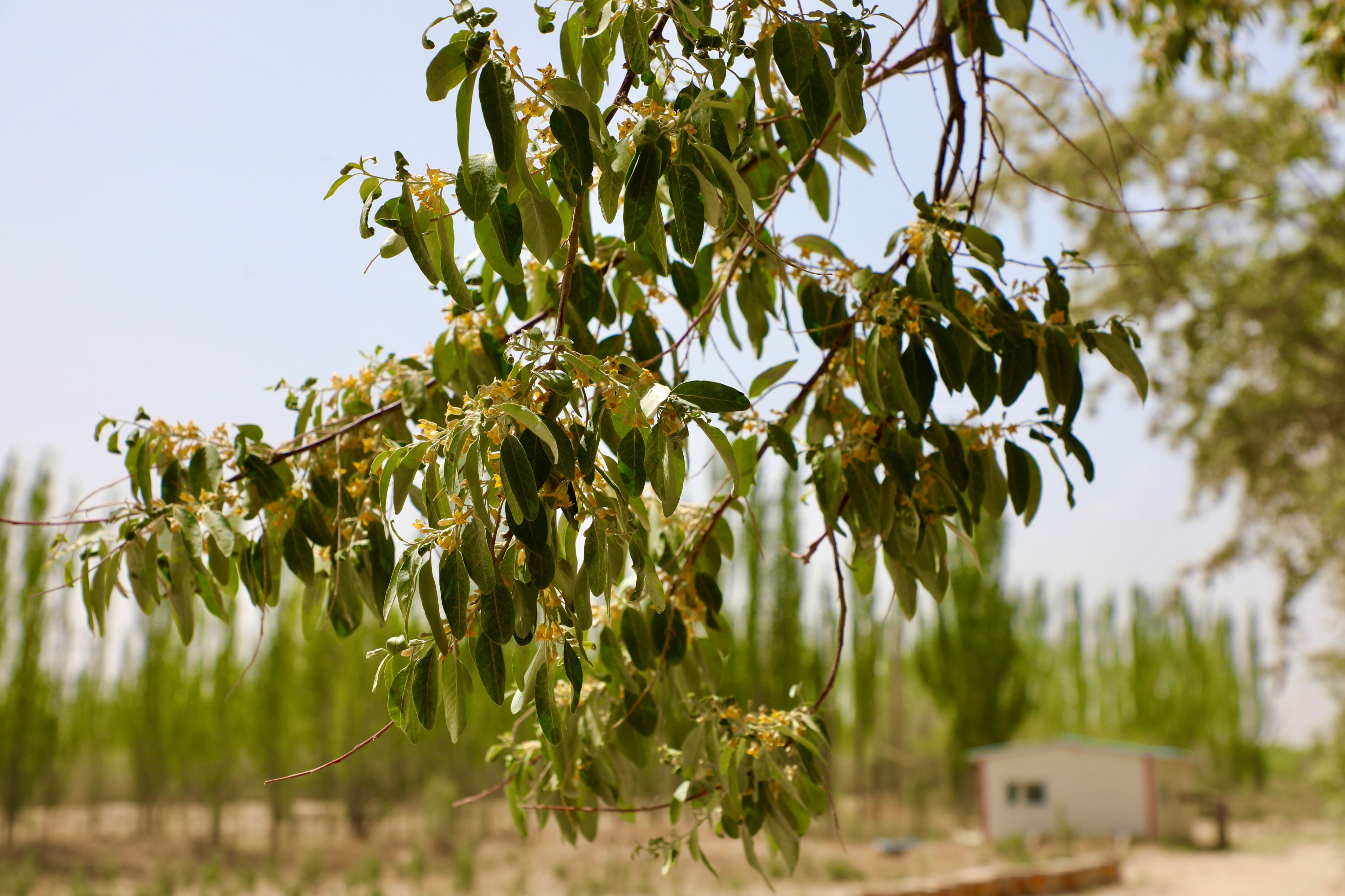 一牧场沙枣花开引来养蜂人