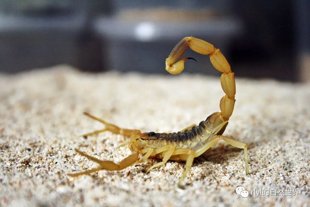 来自沙漠的珍宝翼尾伪杀牛蝎