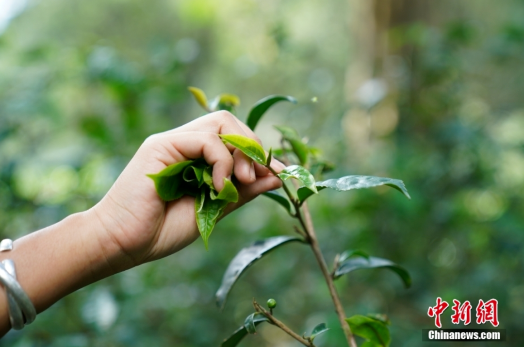云南人就开始种茶,采茶早在千年前共享人类瑰宝 云茶万里飘香体现了