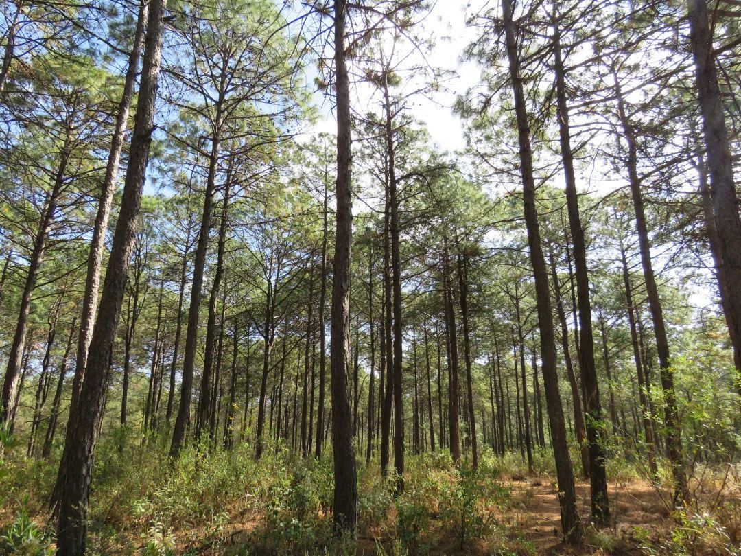 国有林场 | 弥渡县东山国有林场 - 关注森林