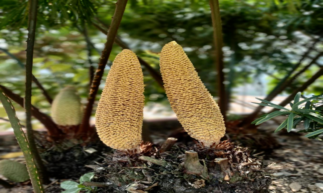 德保苏铁富宁县启动首个濒危植物引种回归自然保护区