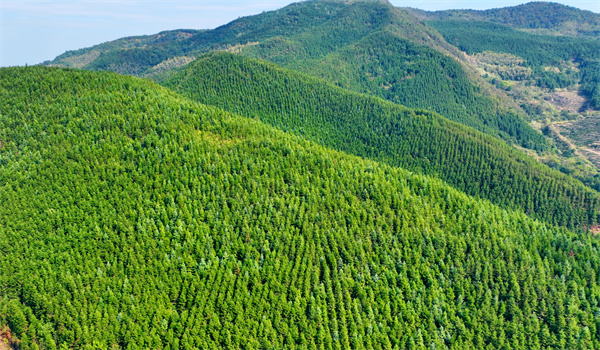 湘东区林业局以森林防火为重点实现森林资源保护发展年度目标