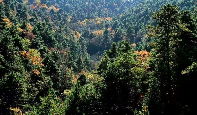 銅川市宜君縣太安國有生態林場榮獲