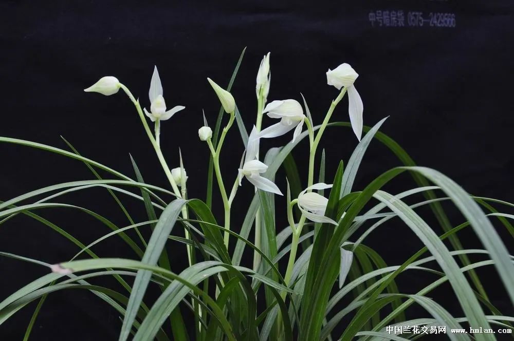 开启赏花模式!中国(大理)第十四届国际兰花茶花博览会明天开幕 - 关注森林