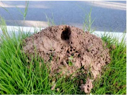 林草生物灾害防控知识科普——带你了解红火蚁