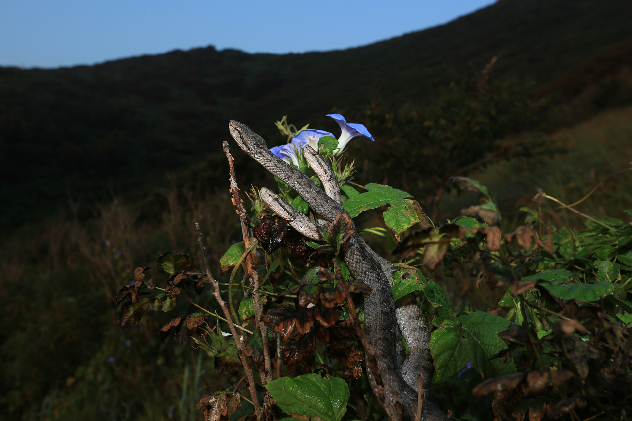 蛇岛老铁山保护区 蛇岛蝮3