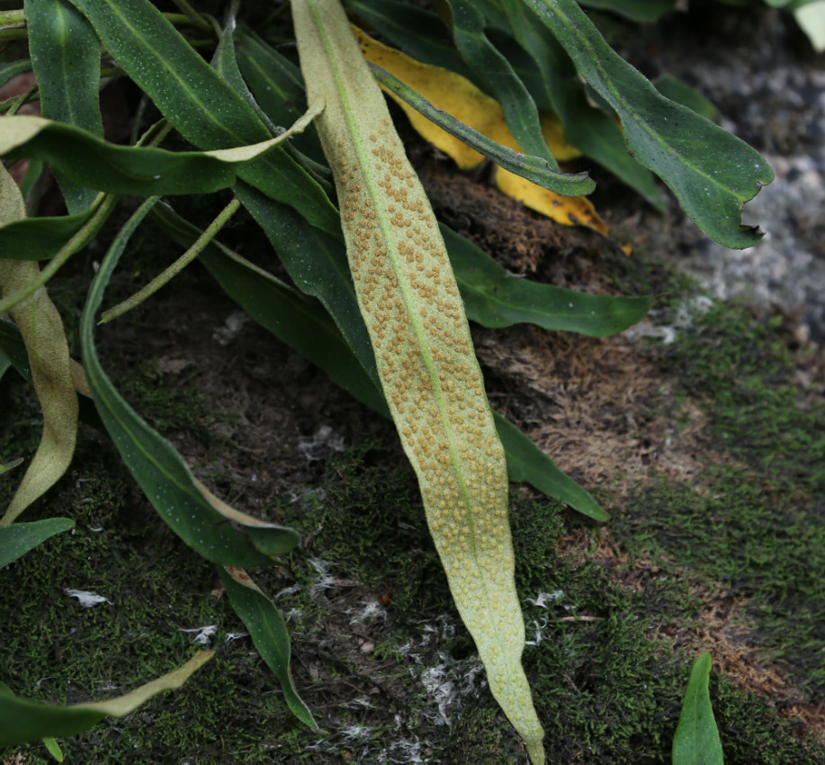 蛇岛老铁山保护区 华北石韦1