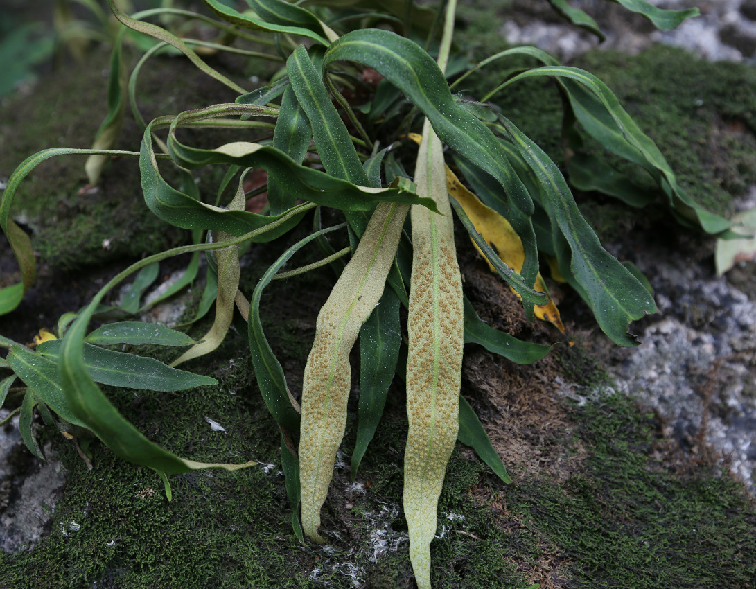 蛇岛老铁山保护区 华北石韦3