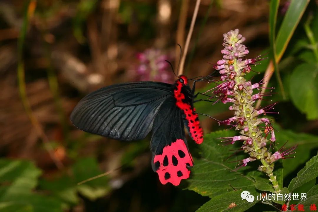 今日--曙鳳蝶(aurora swallowtail)