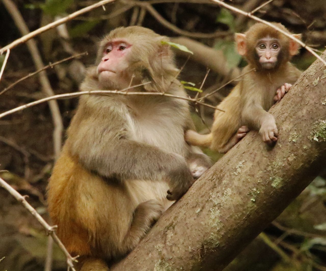 四川唐家河保護區:獼猴 - 中國自然保護區生物標本資源共享平臺