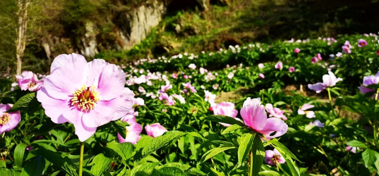 大熊猫公园唐家河区川赤芍