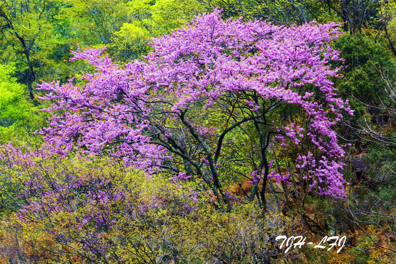 四川唐家河保护区紫荆